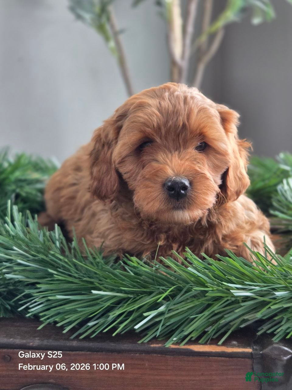 Mini Goldendoodle dogs Sasha - Ad 41