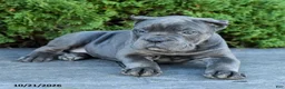 Cane Corso dogs for sale: Legacy - Ad 3