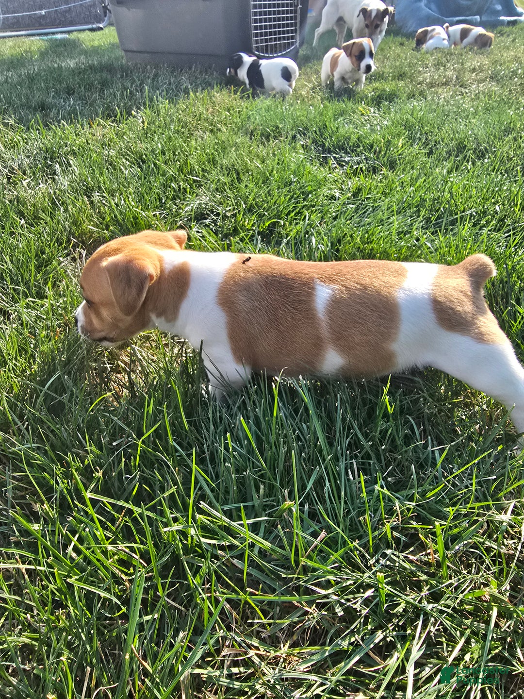 Jack Russell Terrier dogs for sale: Walter - Ad 2