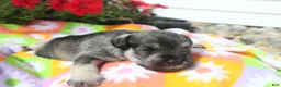 Miniature Schnauzer dogs for sale: Lane - Ad 14