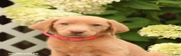 Labrador Retriever dogs for sale: Meadow - Ad 3