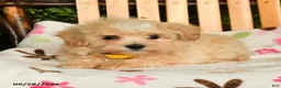 Maltipoo dogs for sale: Murphy - Ad 5