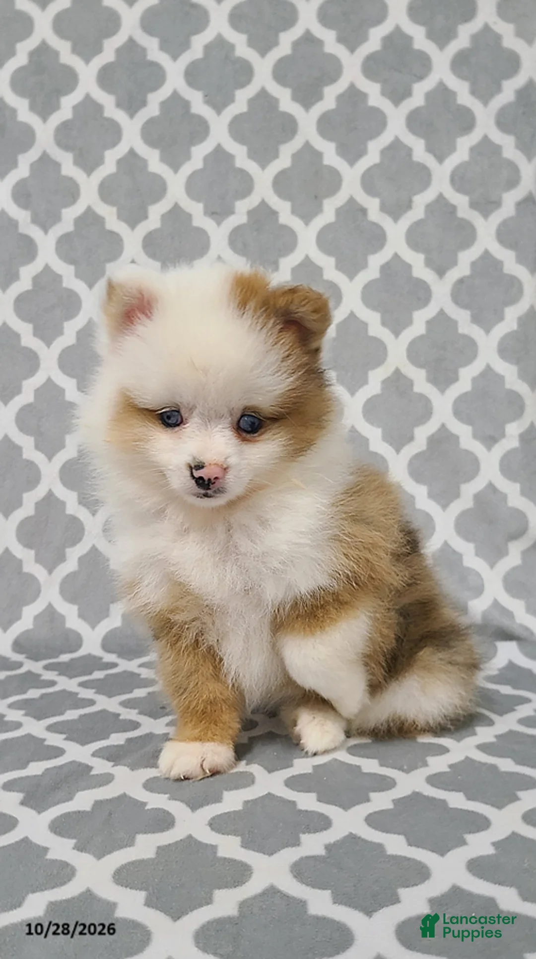Pomeranian dogs for sale: Katie - Ad 1