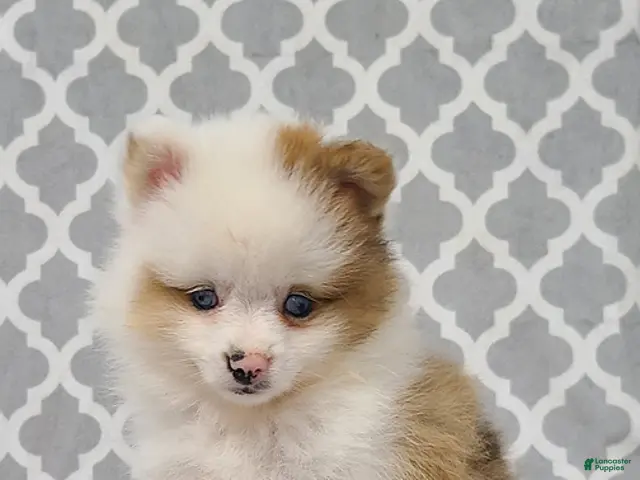Pomeranian dogs for sale: Katie - Ad 1