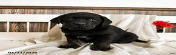Labrador Retriever dogs for sale: Cupcake - Ad 3