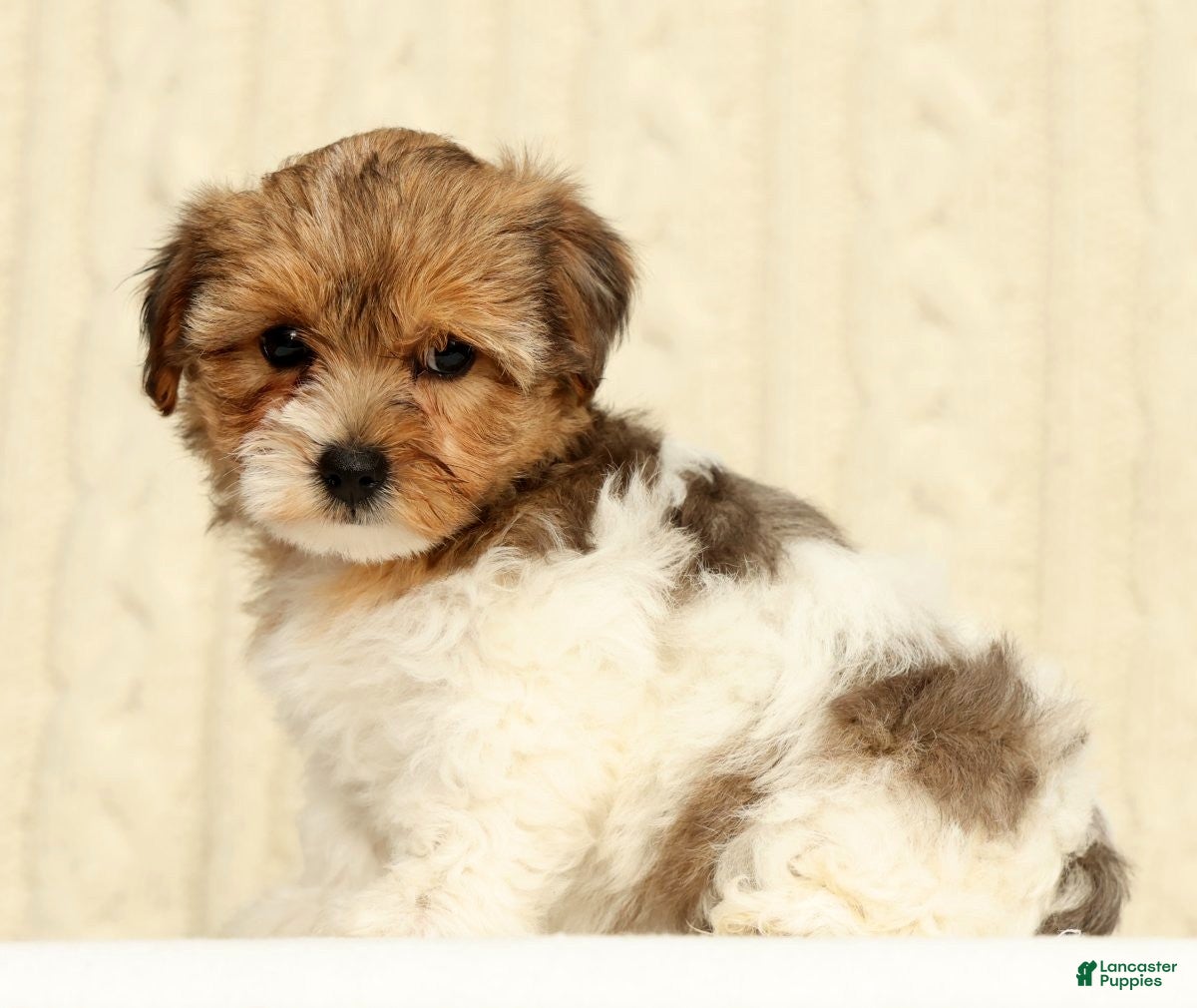 Yorkiepoo dogs Clover - Ad 2