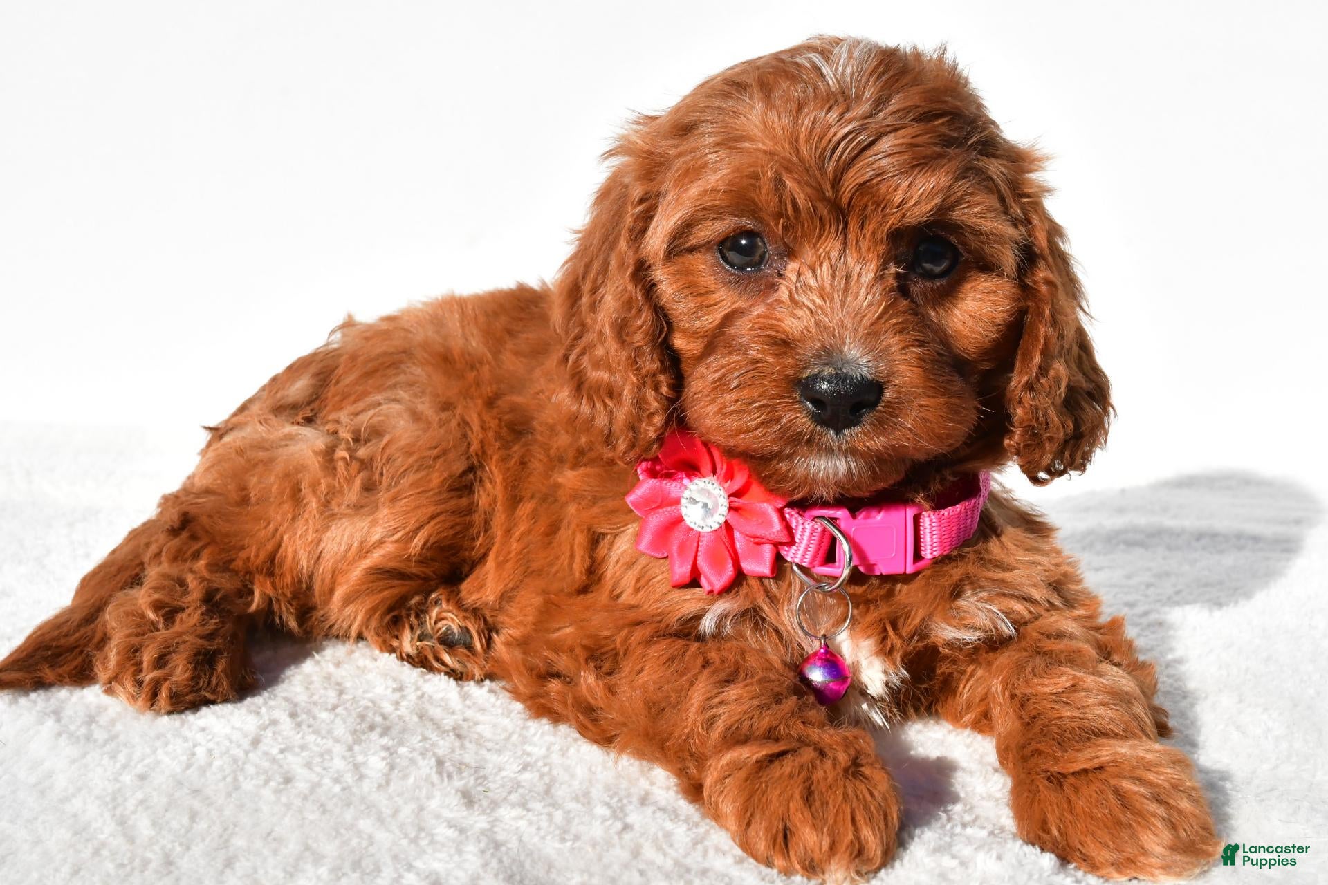 Cavapoo dogs for sale: Sweetie - Ad 1
