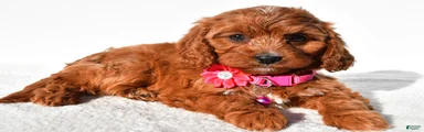 Sweetie