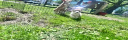 Welsh Corgi Pembroke dogs for sale: Turtle - Ad 3