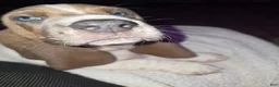 Basset Hound dogs for sale: 💙 READY NOW blue collar - Ad 12