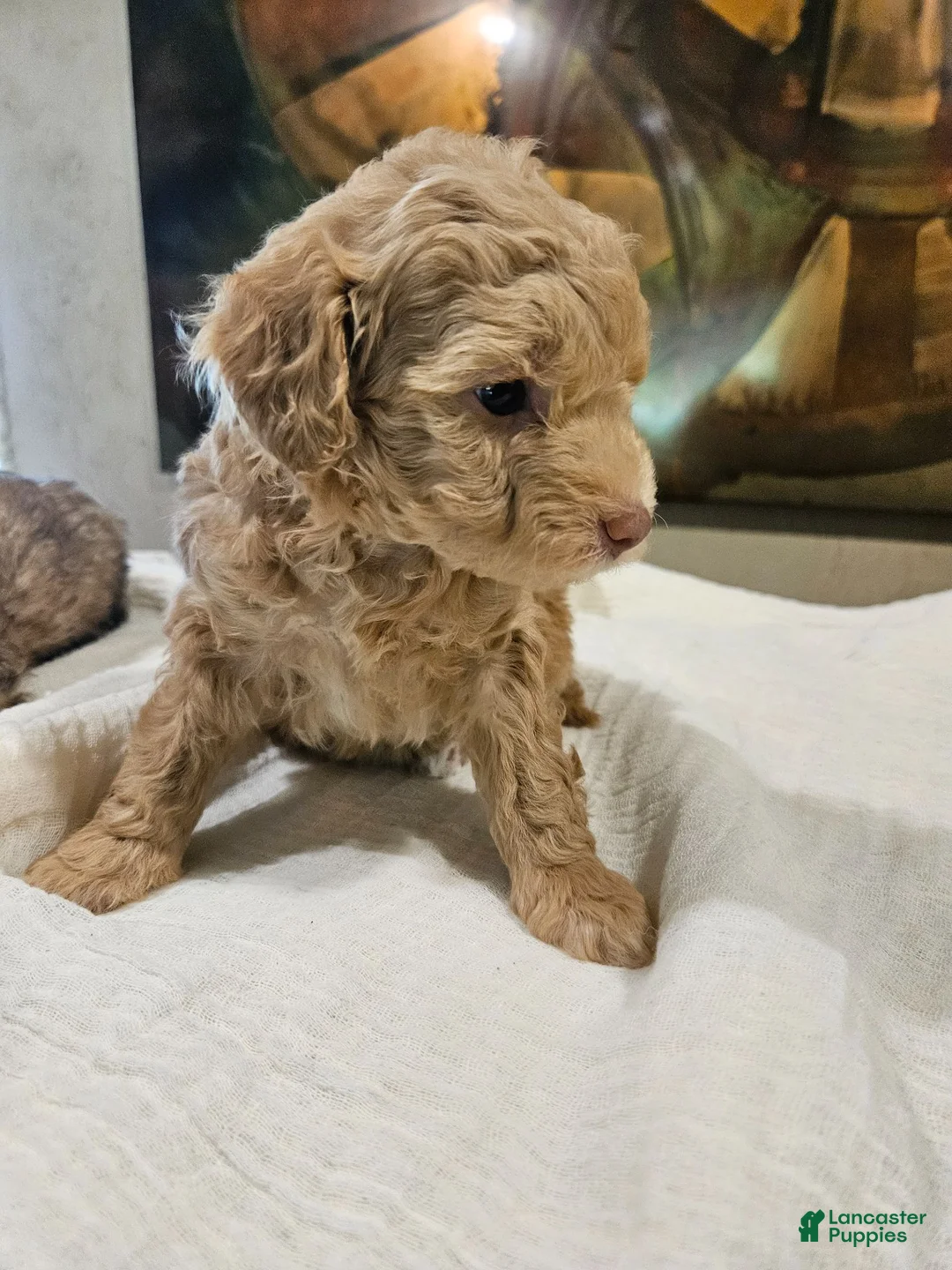 Mini Goldendoodle dogs for sale: Goldie - Ad 2
