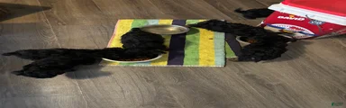 Mixed Breed Puppy 3