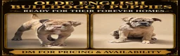 Olde English Bulldogge dogs for sale: Olde English Bulldogge 1 - Ad 5