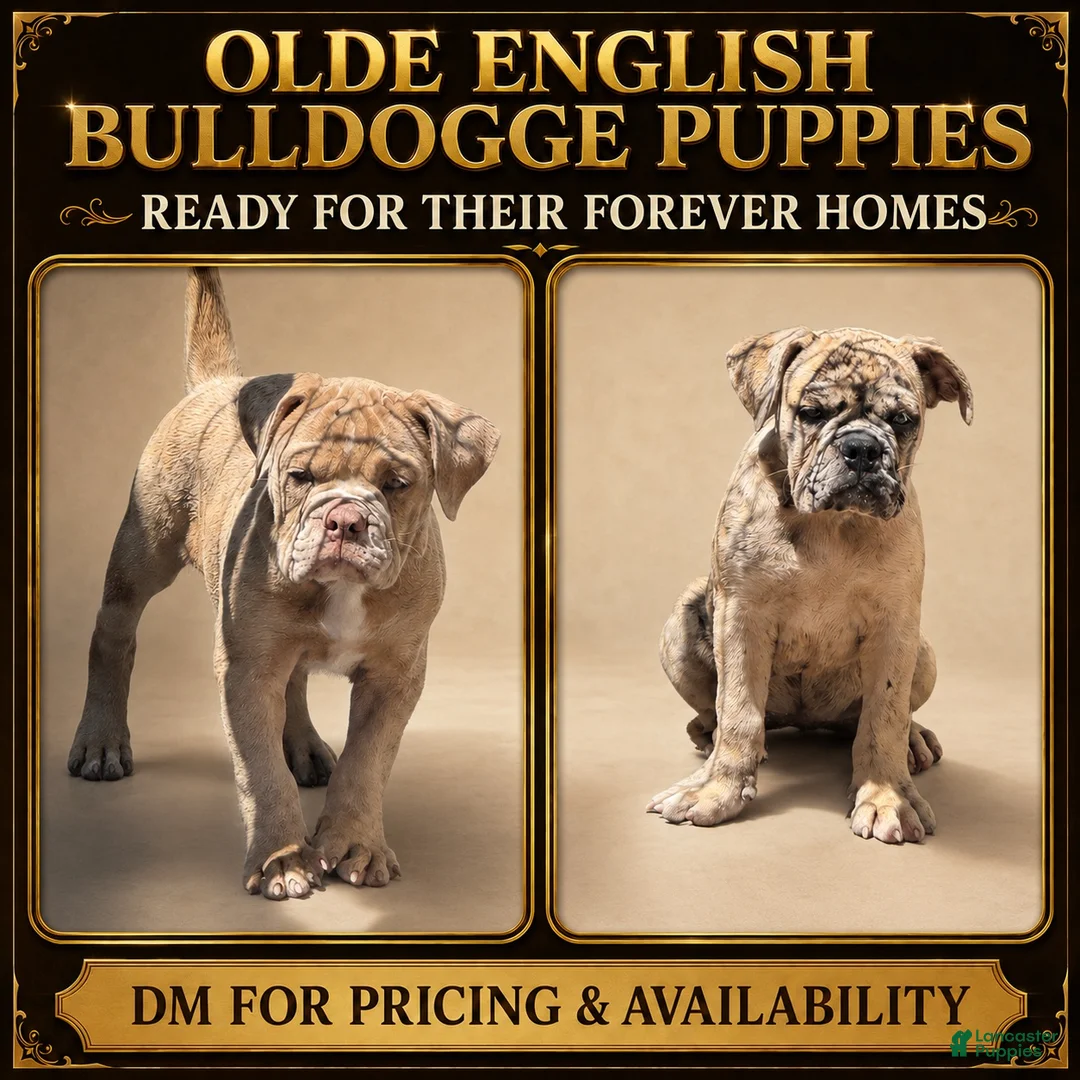 Olde English Bulldogge dogs for sale: Olde English Bulldogge 1 - Ad 5