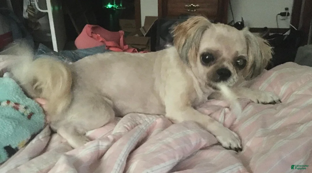Shih Tzu dogs for sale: Jack - Ad 5