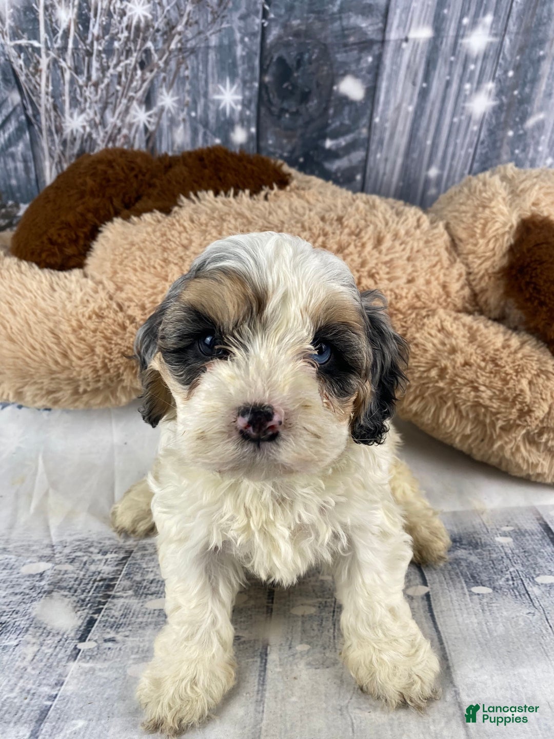 Cavapoo dogs for sale: Julie - Ad 11