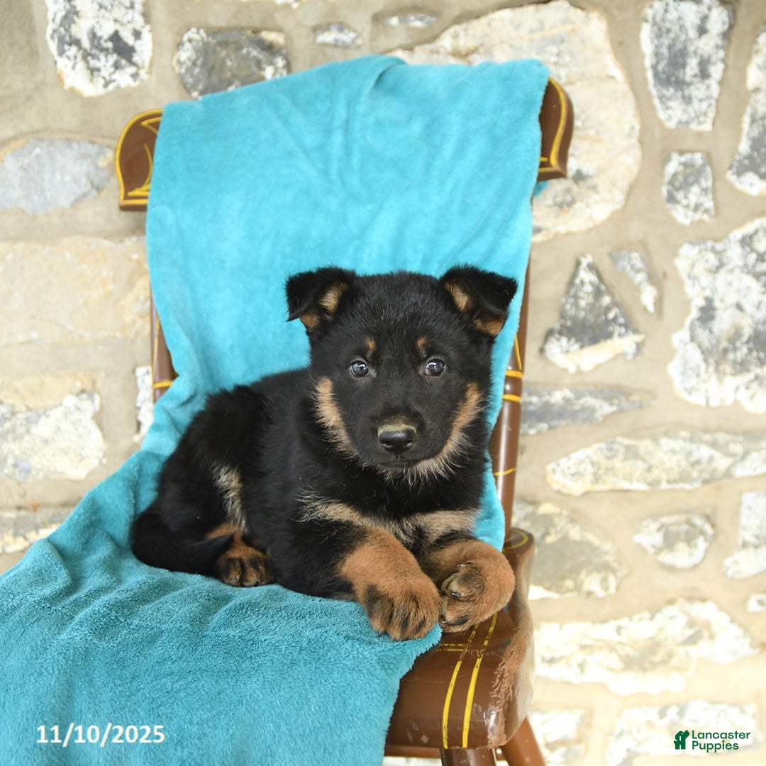 German Shepherd dogs for sale: Callie - Ad 2