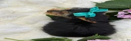Yorkshire Terrier dogs for sale: Muff - Ad 11