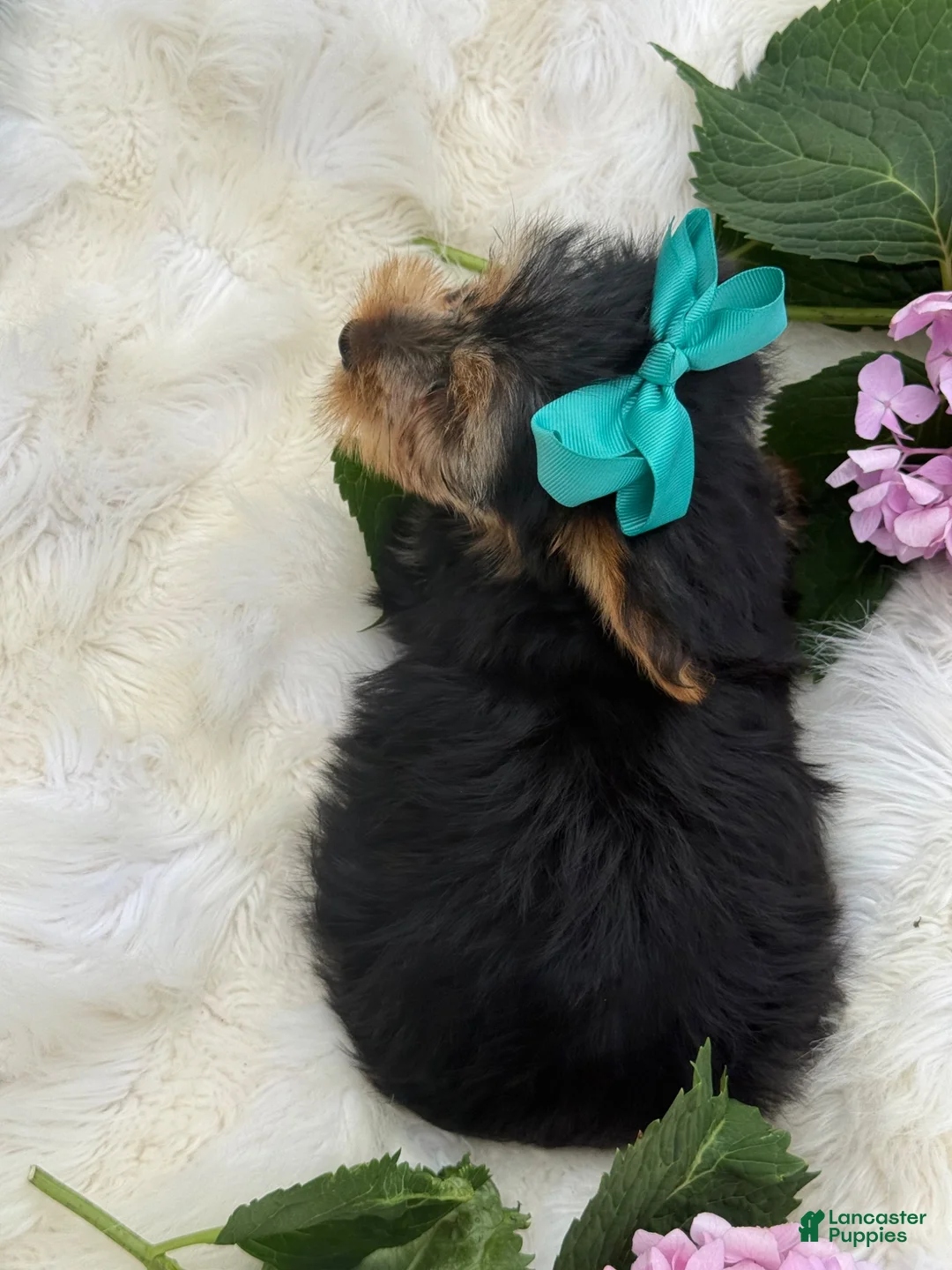 Yorkshire Terrier dogs for sale: Muff - Ad 11
