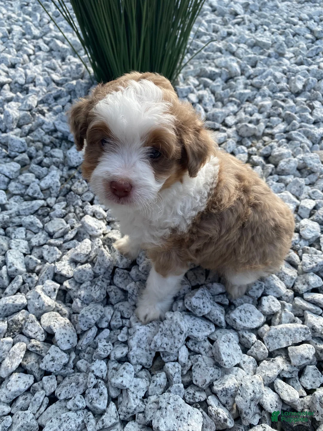 Mini Aussiedoodle dogs for sale: Tucker - Ad 11