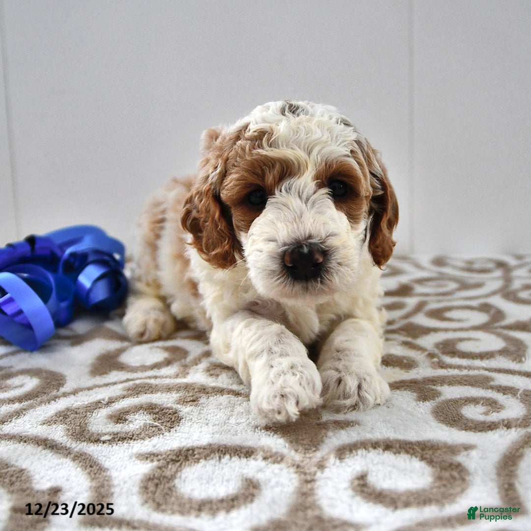 Mini Goldendoodle dogs for sale: Fletcher - Ad 7