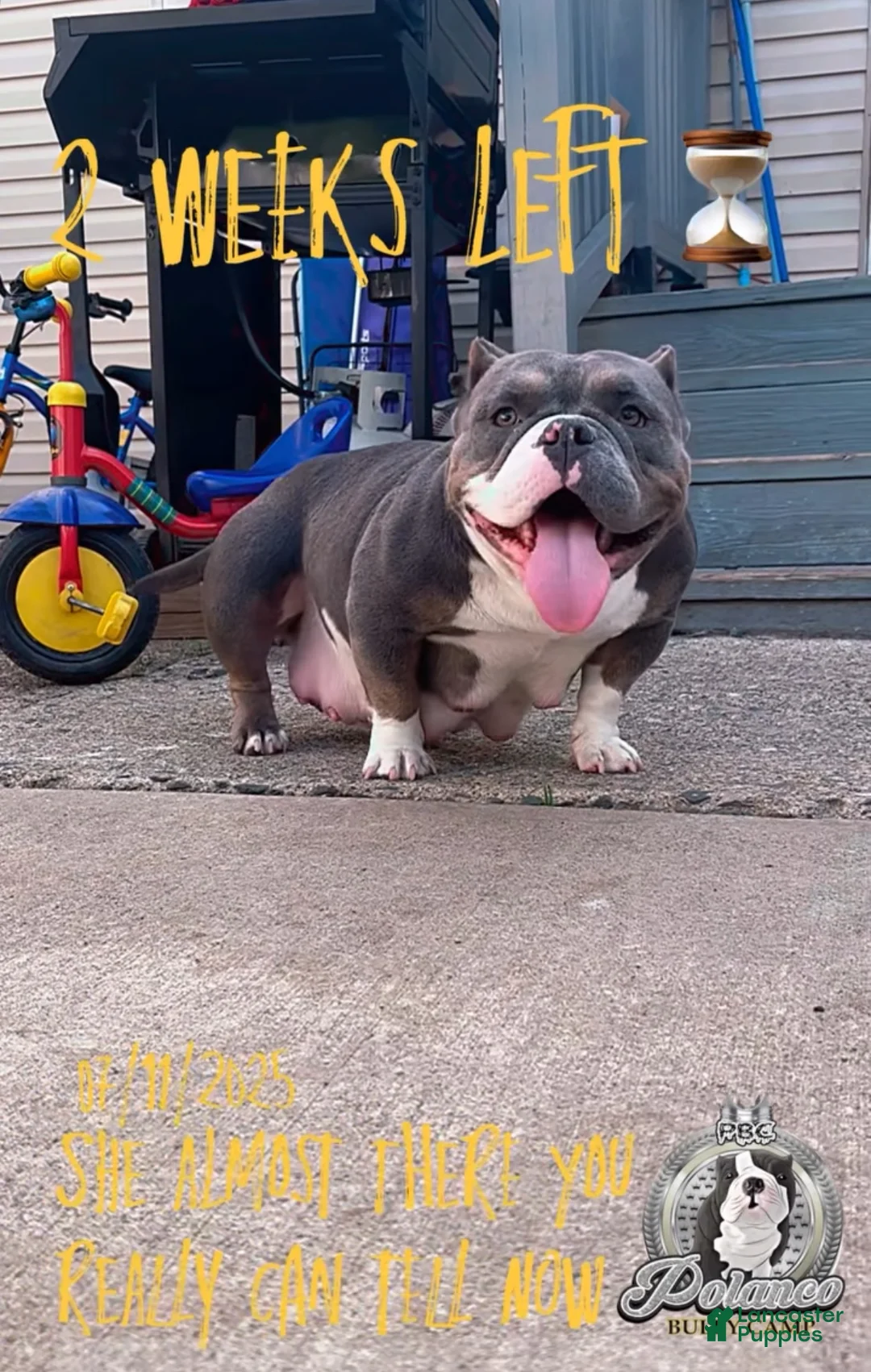 American Bully dogs for sale: American Bully Puppy 3 - Ad 5