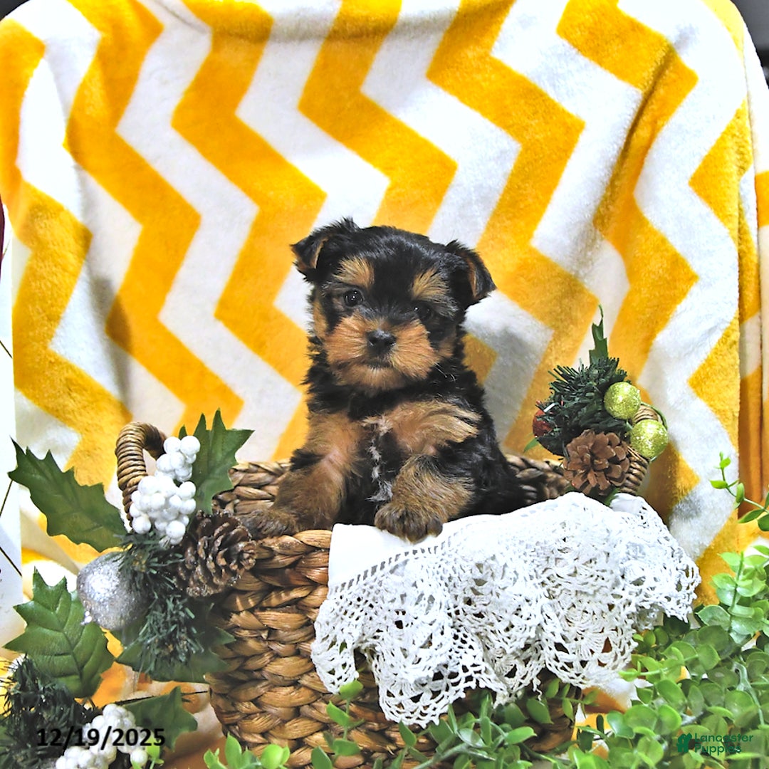 Yorkshire Terrier dogs for sale: Blitz  - Ad 3