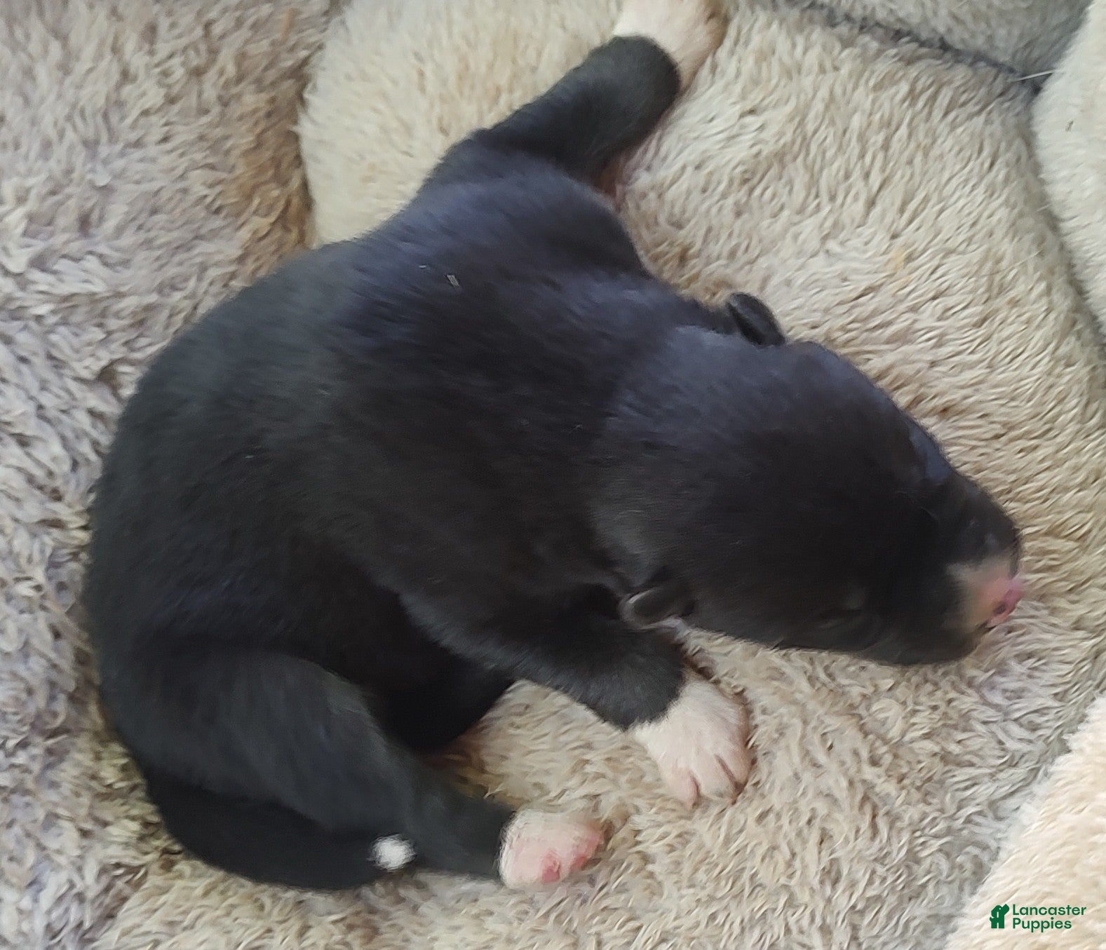 Siberian Husky dogs Sonya's male 2 - Ad 40