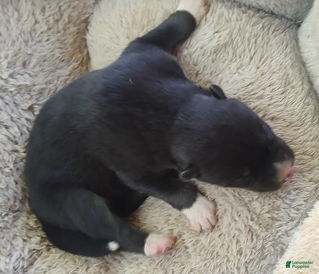 Siberian Husky dogs for sale: Sonya's male 2 - Ad 1