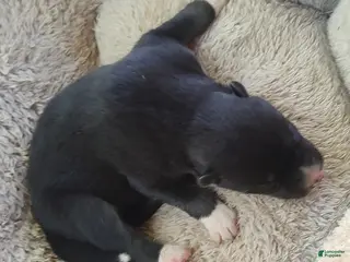 Siberian Husky dogs Sonya's male 2 - Ad 26