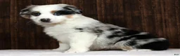 Miniature Australian Shepherd dogs for sale: Stormy - Ad 3
