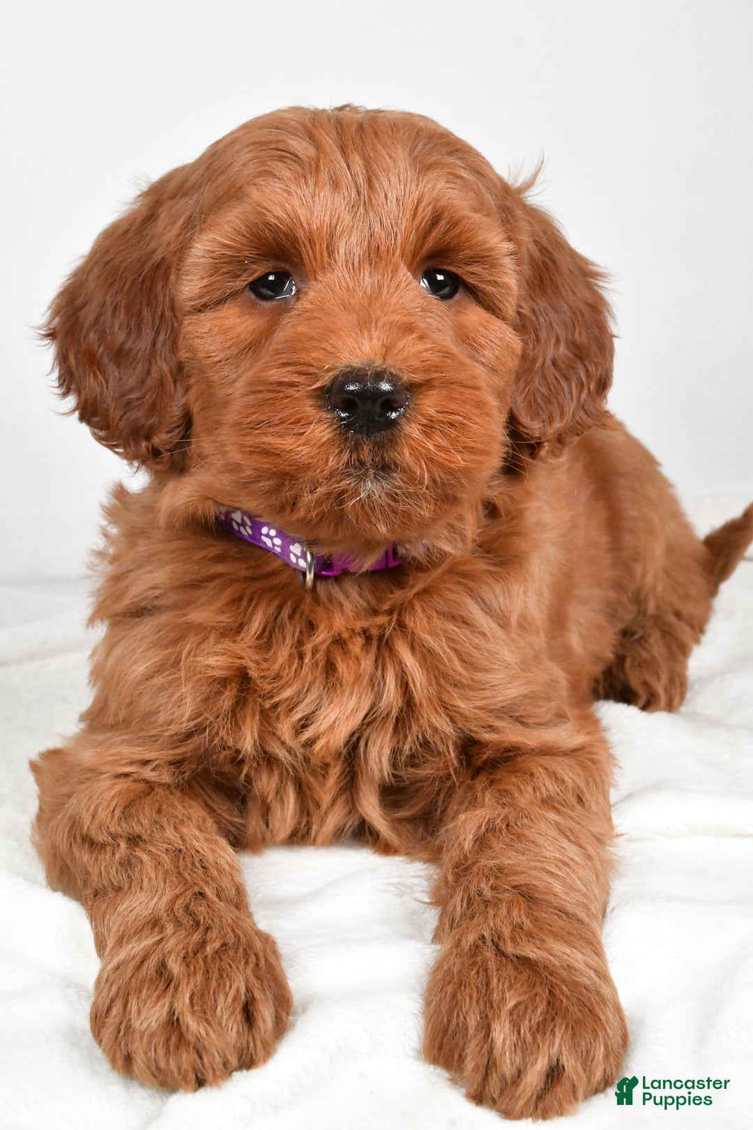 Goldendoodle dogs for sale: Patty-medium size  - Ad 1