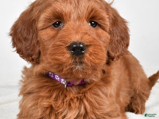 Goldendoodle dogs Patty-medium size - Ad 10