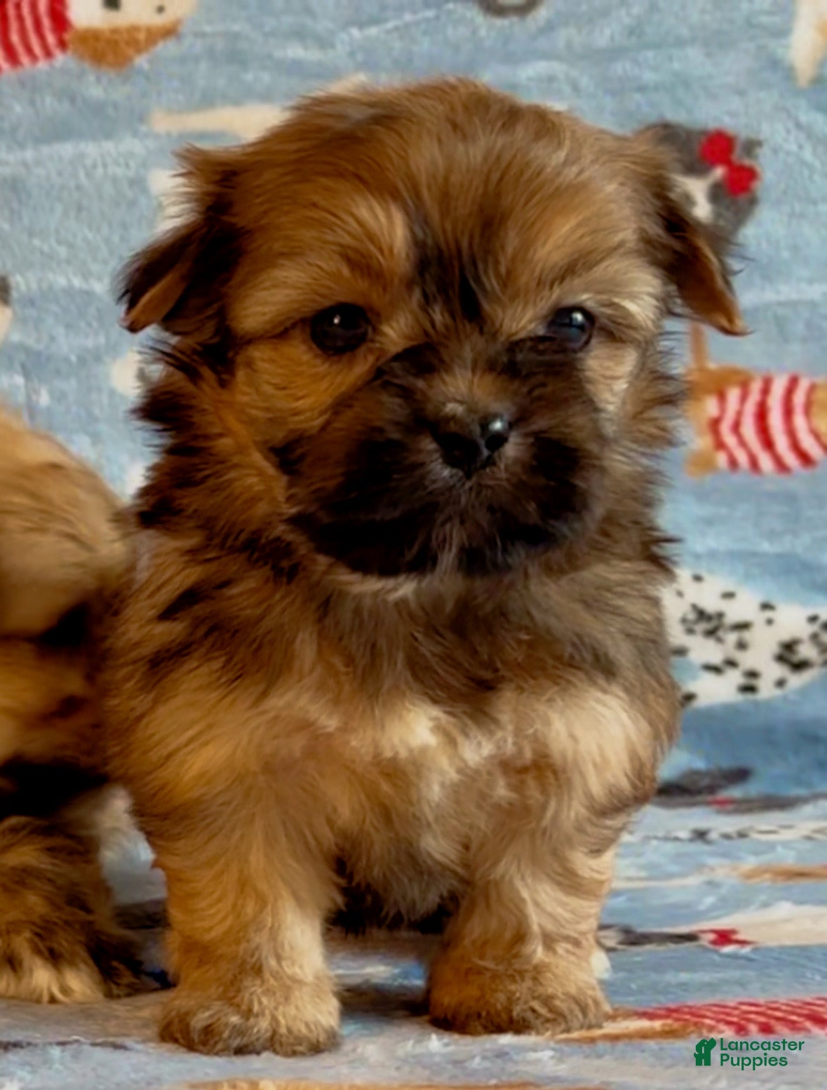 Shorkie dogs Shorkie 1 - Ad 2