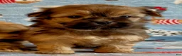 Shorkie dogs for sale: Shorkie 1 - Ad 2