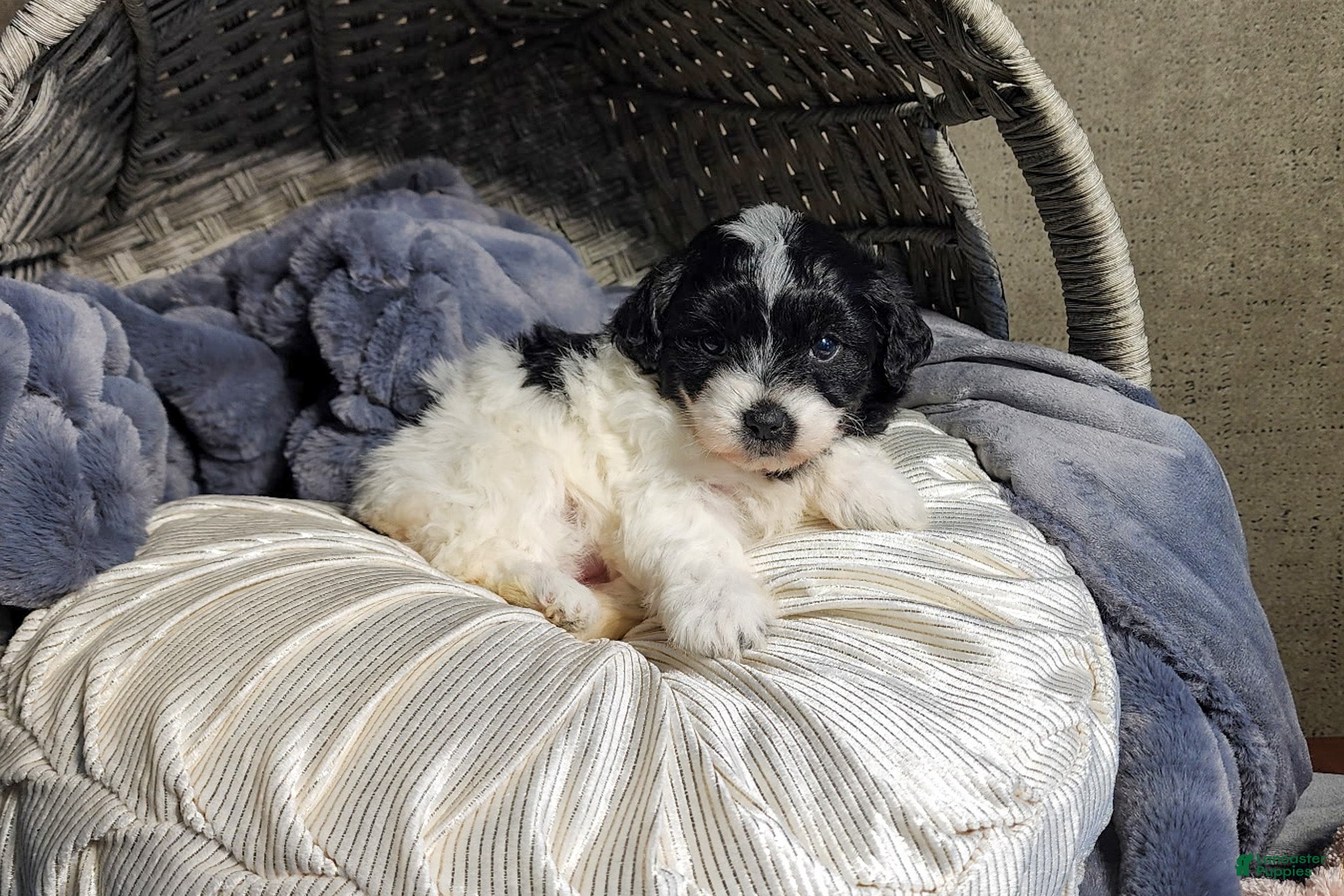 Aussiedoodle dogs Riley - Ad 1