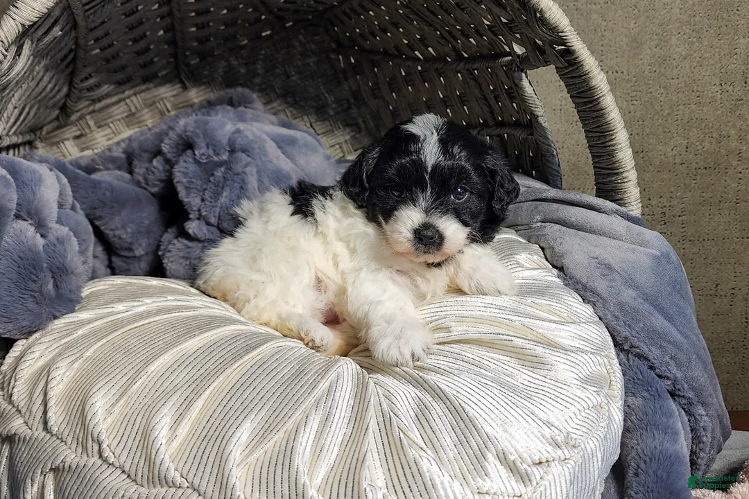 Aussiedoodle dogs for sale: Riley - Ad 1