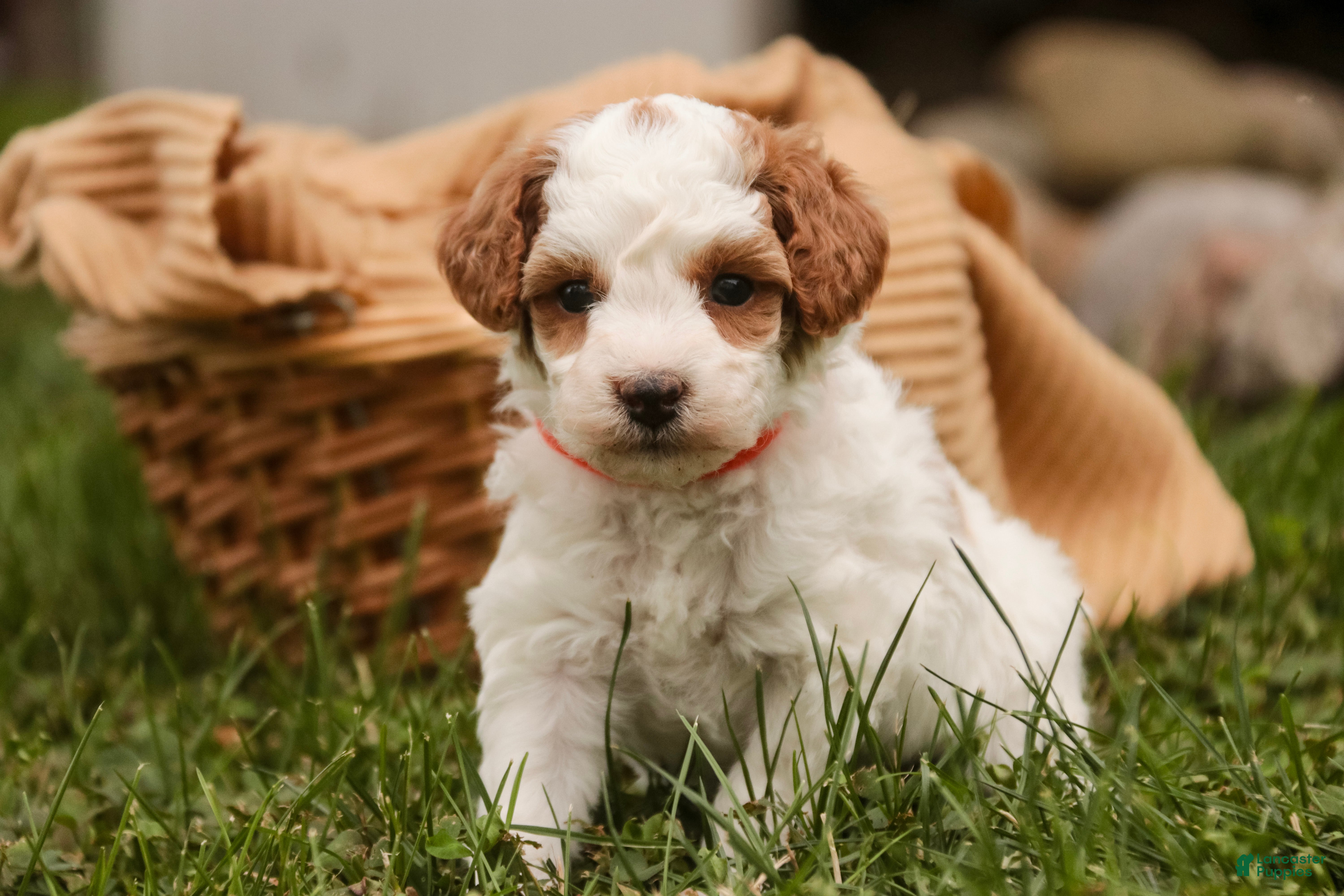 Miniature Poodle dogs Zephyr - Ad 1