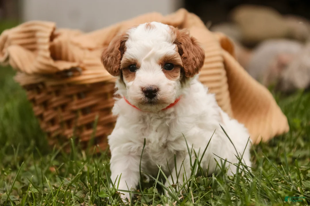 Miniature Poodle dogs for sale: Zephyr - Ad 1