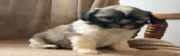 Shih Tzu dogs for sale: Cody - Ad 6