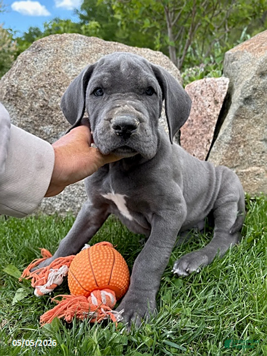 Great Dane dogs for sale: Truman - Ad 1