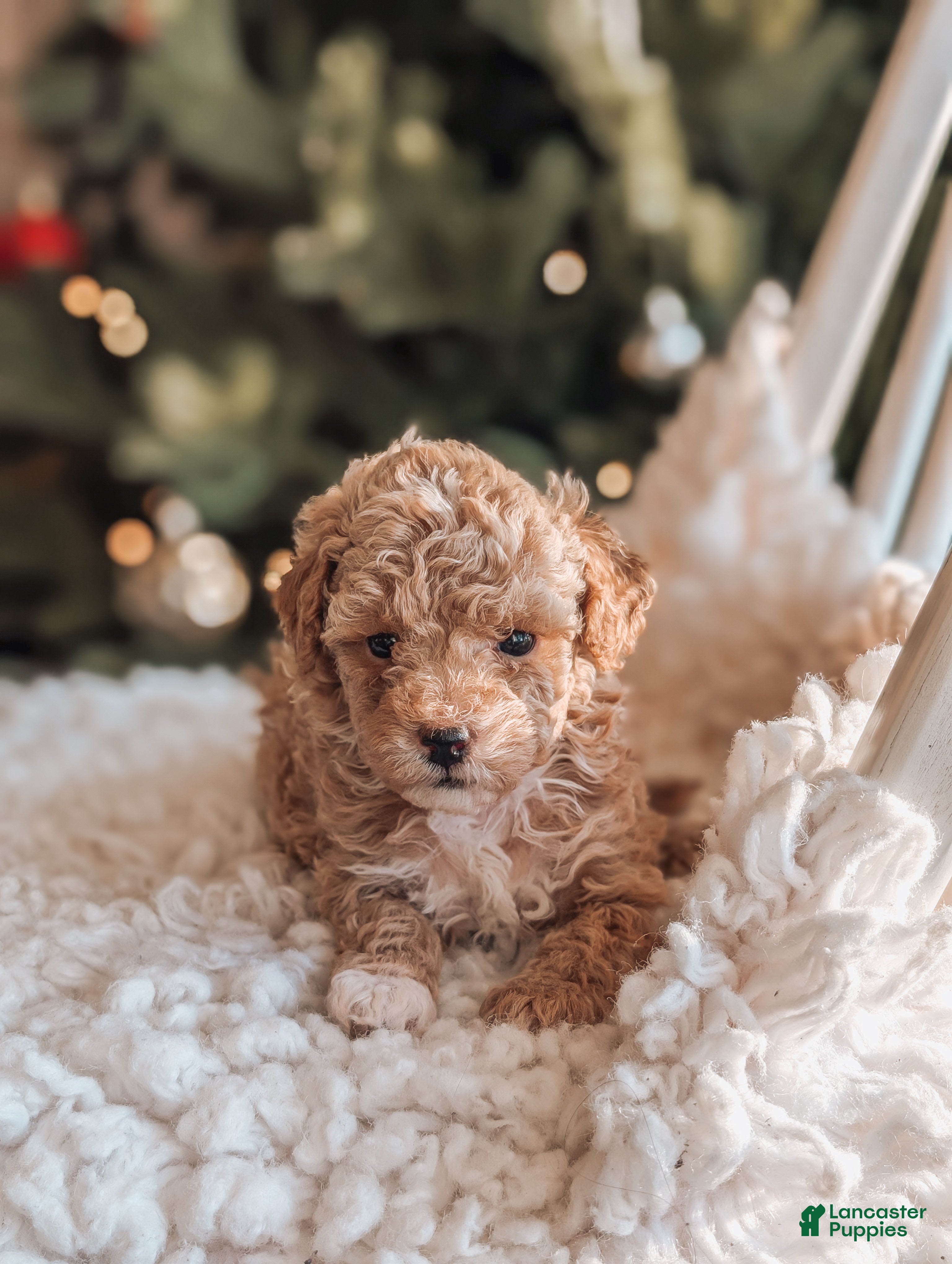 Toy Poodle dogs Nick - Ad 16