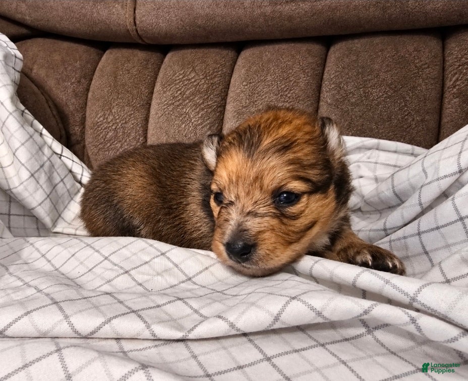 Pomchi dogs Charlie  - Ad 8