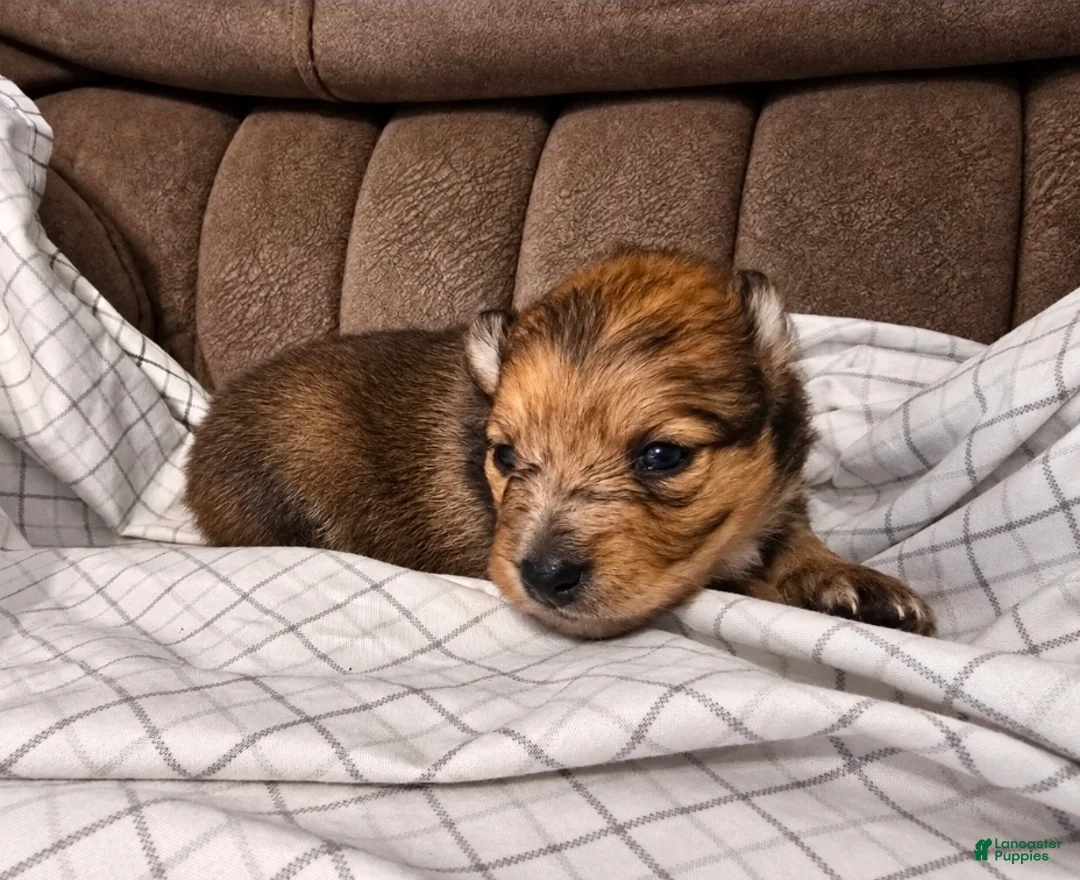 Pomchi dogs for sale: Charlie  - Ad 1