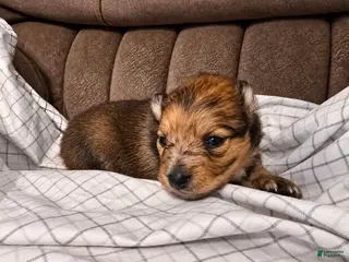 Pomchi dogs Charlie - Ad 9