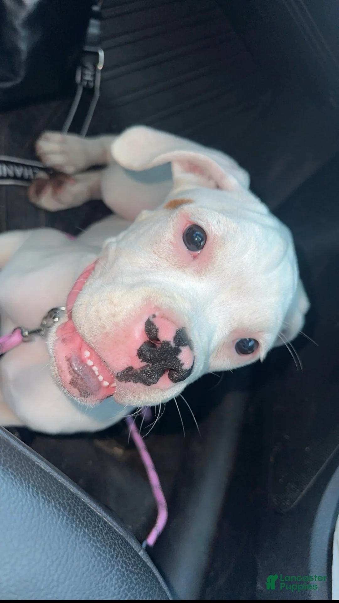 Boxer dogs for sale: Loki - Ad 2