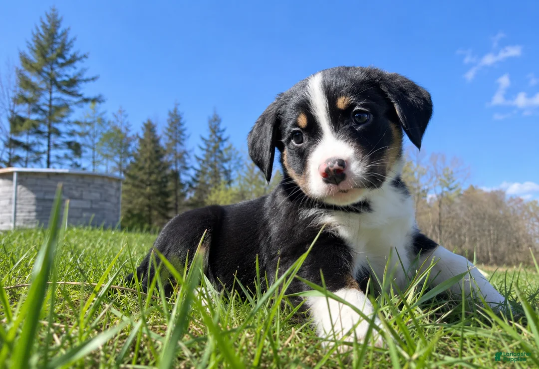 Mixed Breed dogs for sale: Mixed Breed Puppy 4 - Ad 1
