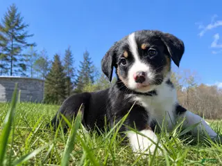 Mixed Breed dogs for sale: Mixed Breed Puppy 4 - Ad 1