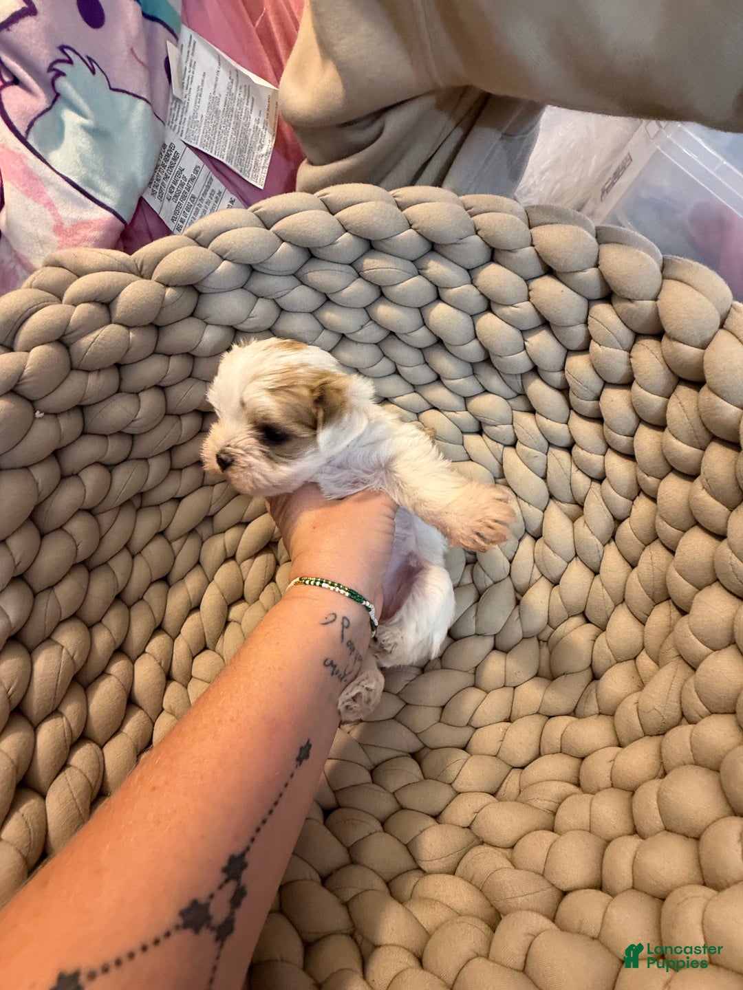 Morkie dogs for sale: TEACUP JOY  - Ad 18