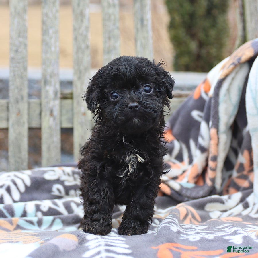 Miniature Poodle dogs for sale: Carrie - Ad 3